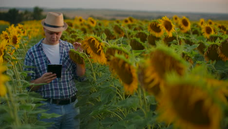 Modern-farmer-walks-with-a-tablet-computer-studying-sunflowers-at-sunset.-Keep-records-of-the-farm.-Internet-technologies-and-applications-of-irrigation-management-crop-control.-PH-States.